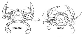 male and female mud crab